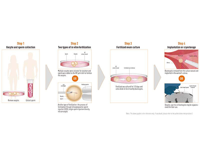 Kangjian IVF 6-Well Dish (1)